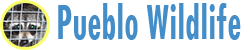 Pueblo Wildlife
